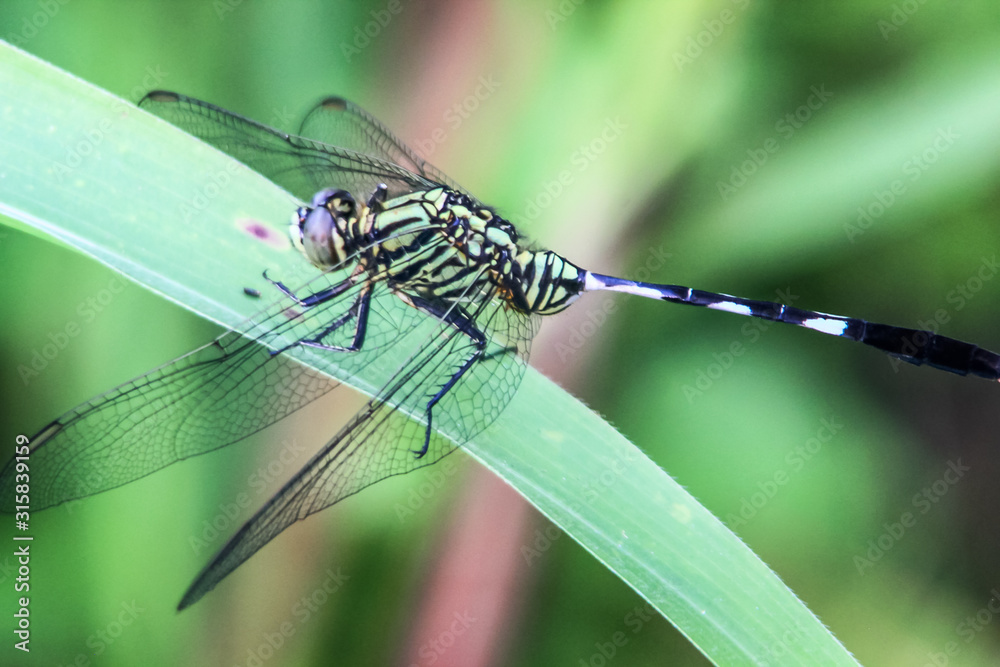 Fototapeta premium Big Odonata stops on the green grass in the middle of the park