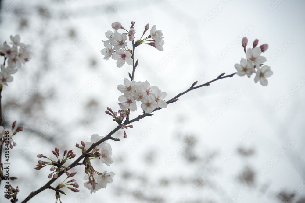 Cherry blossom or sakura in springtime.
