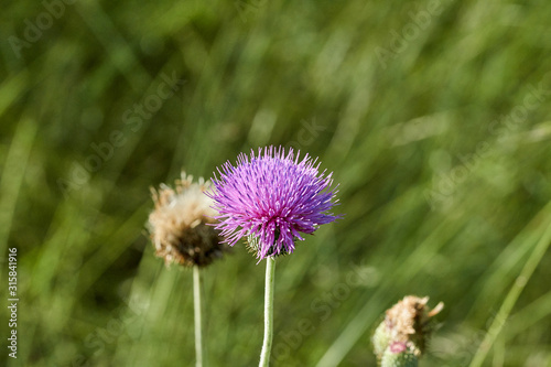 Field with Silybum marianum (Milk Thistle) , Medical plants.