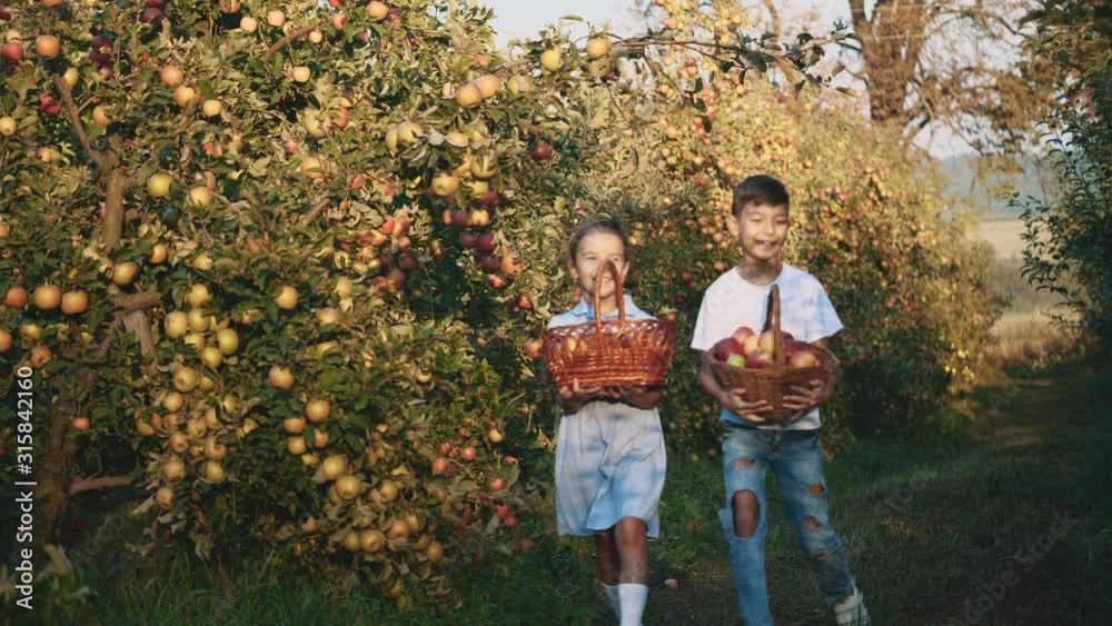 Little girl and her brother carry large baskets with fruits. Slow motion. Copy space. 4K. Little girl and her brother carry large baskets with fruits. Slow motion. Copy space. 4K.