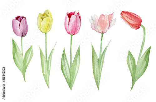 Set watercolor hand drawn elements of Tulips collection garden and wild flowers, easter florals, leaves. Botanical illustration isolated on white background for wedding invintation, greeting card,