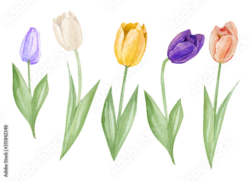 Set watercolor hand drawn elements of Tulips collection garden and wild flowers, easter florals, leaves. Botanical illustration isolated on white background for wedding invintation, greeting card.