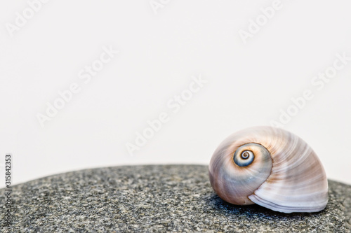 Neverita Duplicata Shark Eye Sea Snail Shell