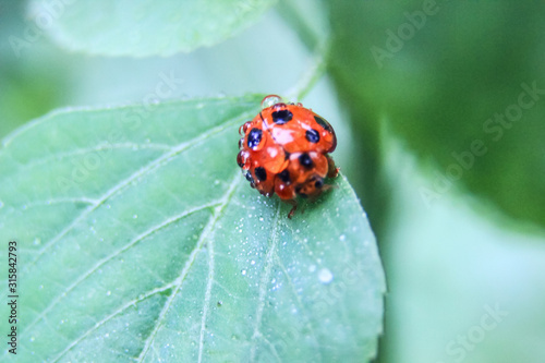 photo of a red ladybird on a leaf with a blur background