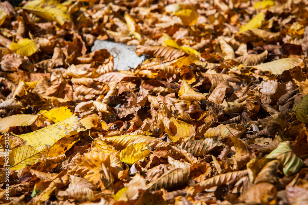Abstract background of yellow autumn oak leaves lie curled up on the ground. Soft focus real forest. Habitat foliage Abstract background of yellow autumn oak leaves lie curled up on the ground. Soft focus real forest. Habitat foliage