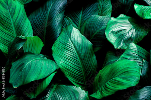 leaves of Spathiphyllum cannifolium  abstract green texture  nature background  tropical leaf