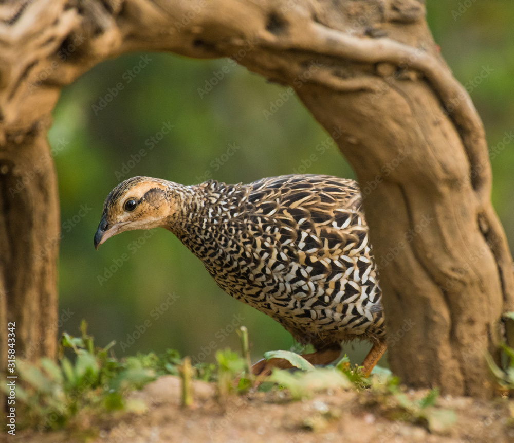 Black francolin female feeding on seeds Black francolin female feeding on seeds