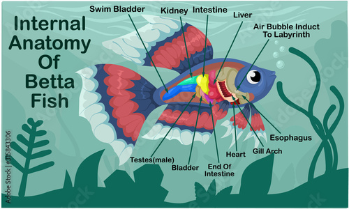 Anatomy Of Betta Fish Cartoon Design Vector Illustration