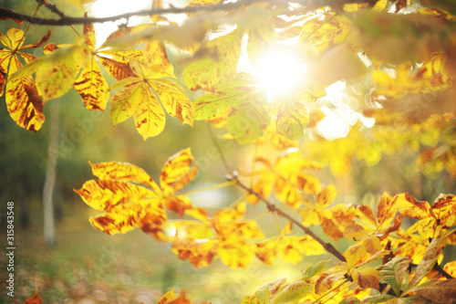 Autumn blurred background from yellow leaves.Autumn leaves on the sun. Fall blurred background.