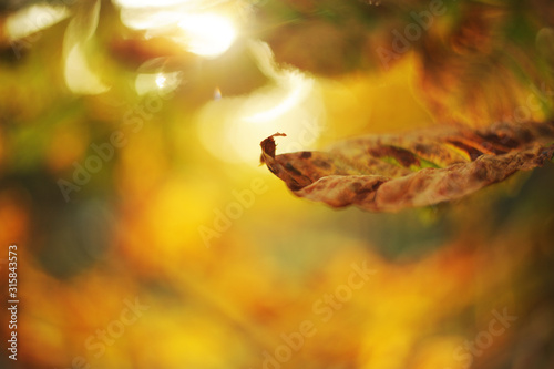 Autumn blurred background from yellow leaves.Autumn leaves on the sun. Fall blurred background.