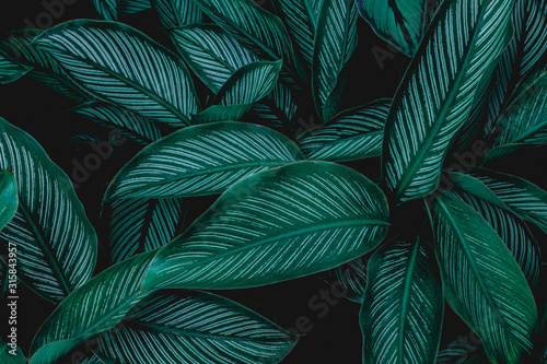 Calathaea picturata  bstract green leaf texture  nature background  tropical leaf