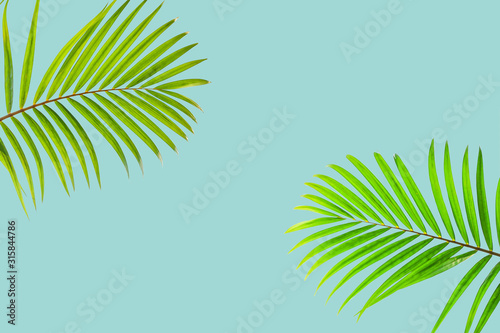 Natural palm leaf on pastel blue background  nature background