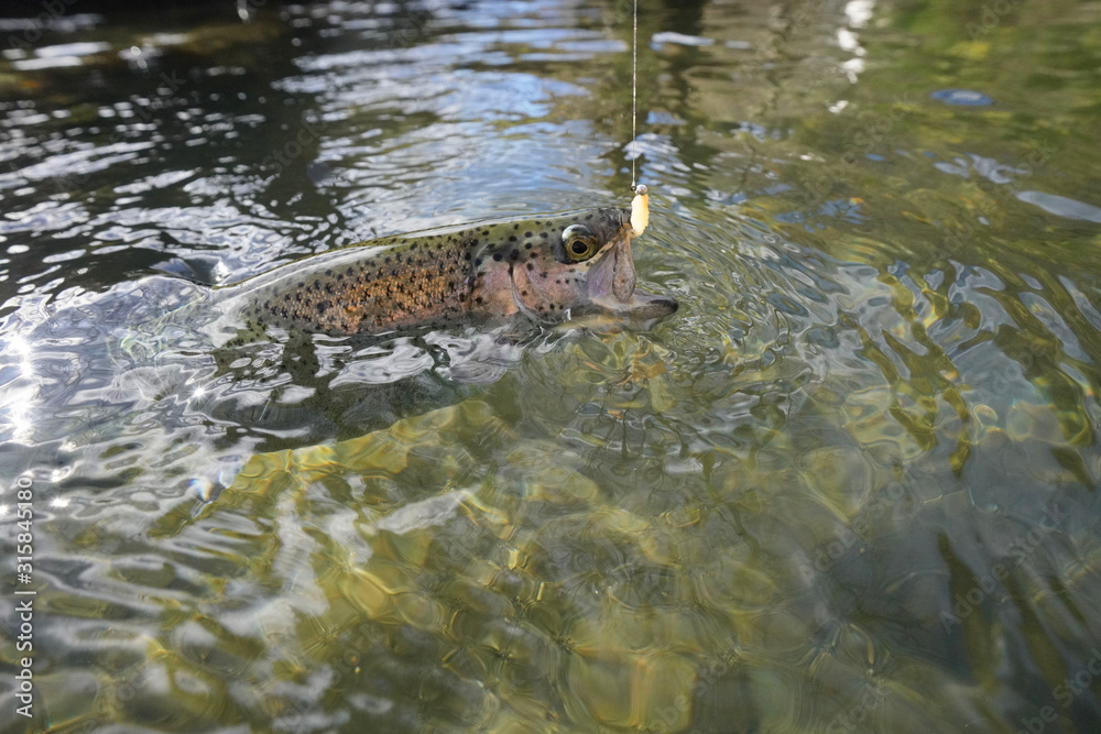 catch of a rainbow trout with a fly catch of a rainbow trout with a fly