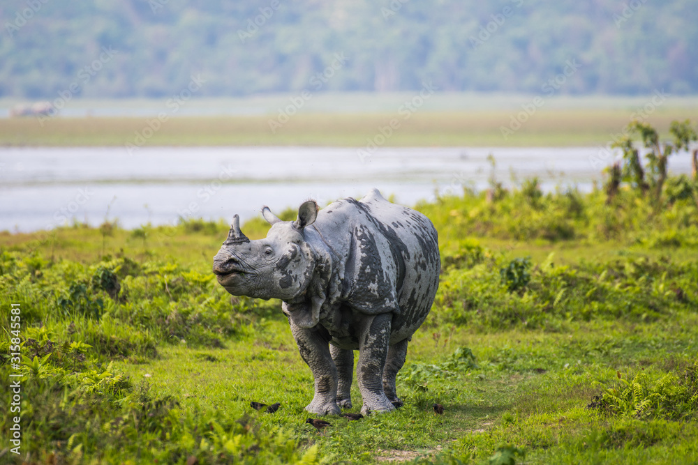 Fototapeta premium Great Indian Rhinoceros and its calf in Kaziranga National Park