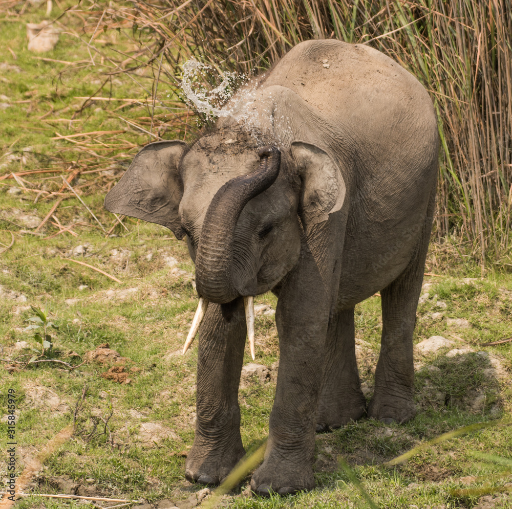 Fototapeta premium Asian elephant in Indian forest