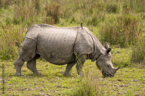 Great Indian Rhinoceros and its calf in Kaziranga National Park