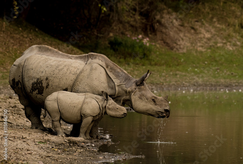 Great Indian Rhinoceros and its calf in Kaziranga National Park