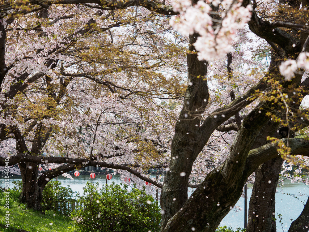 桜 桜