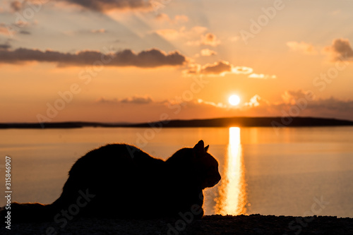 Cat silhouette at sunset enjoying the view