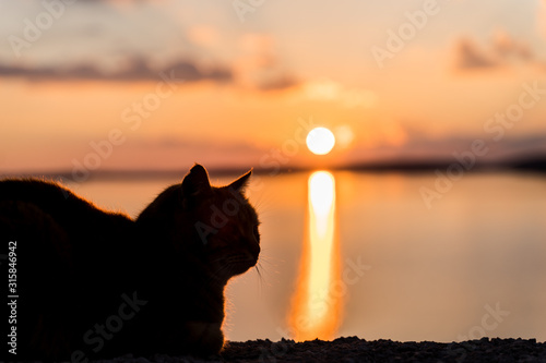 Cat silhouette at sunset enjoying the view