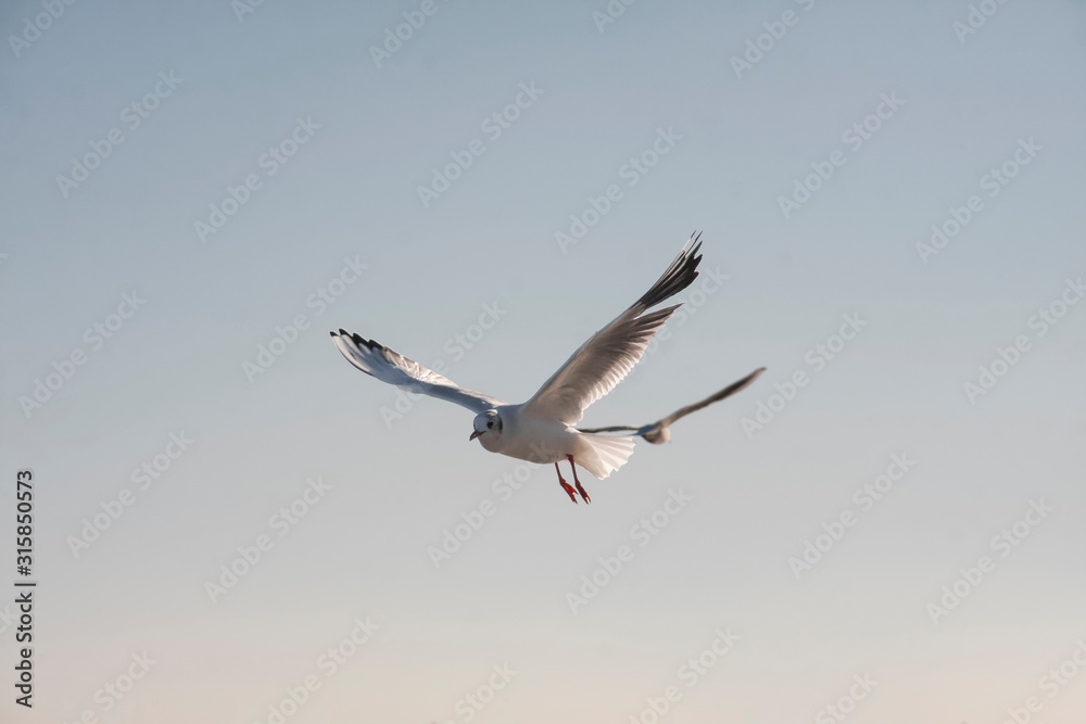 A seagull bird flies in the sky above the sea. A seagull bird flies in the sky above the sea.