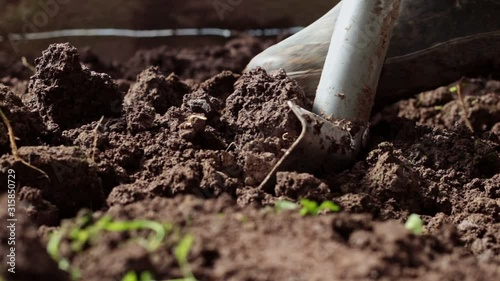 Wallpaper Mural Close-up of digging the ground with shovel. Foot in black rubber boot plunges a spade into loose soil. Agriculture concept, spring gardening. Low video shooting angle. Selective focus Torontodigital.ca