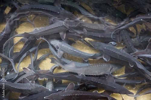 School of sturgeon in water