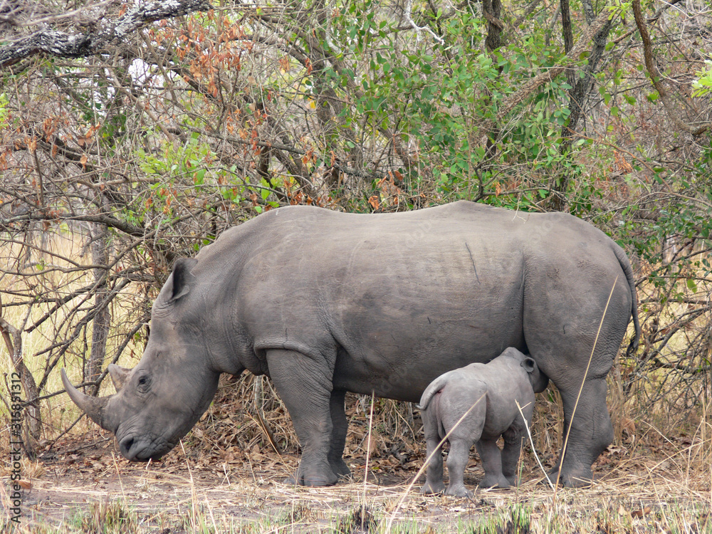 mother hippo takes attention for its baby mother hippo takes attention for its baby