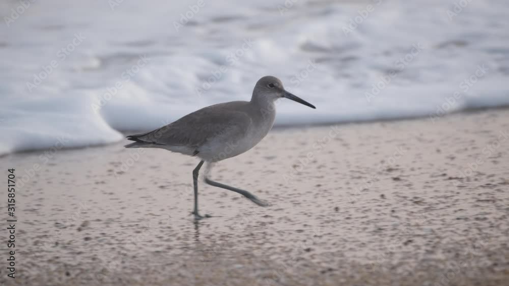 Willets, a long legged sandpiper shorebird, searching for food on the beach of the Outer Banks, North Carolina near Cape Hatteras. Willets, a long legged sandpiper shorebird, searching for food on the beach of the Outer Banks, North Carolina near Cape Hatteras.