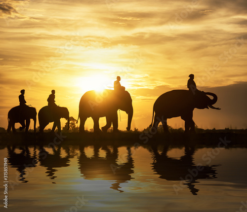 Silhouette elephant on the background of sunset,elephant thai in surin thailand. photo