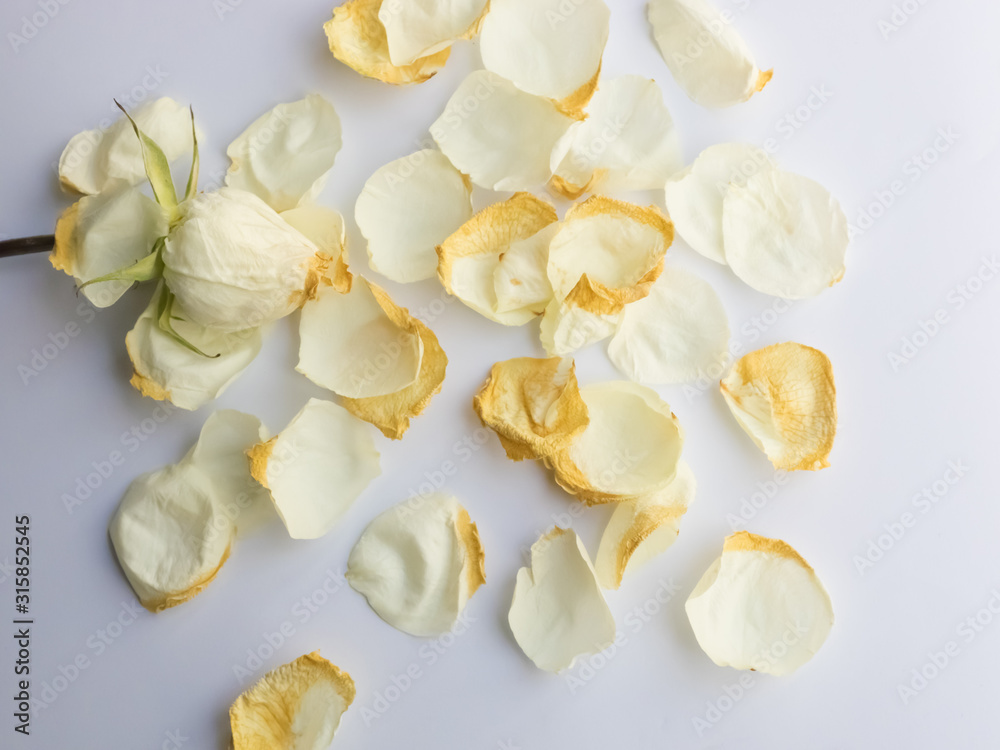dry Lisianthus or Eustoma flower on wood background, white flower. dry Lisianthus or Eustoma flower on wood background, white flower.
