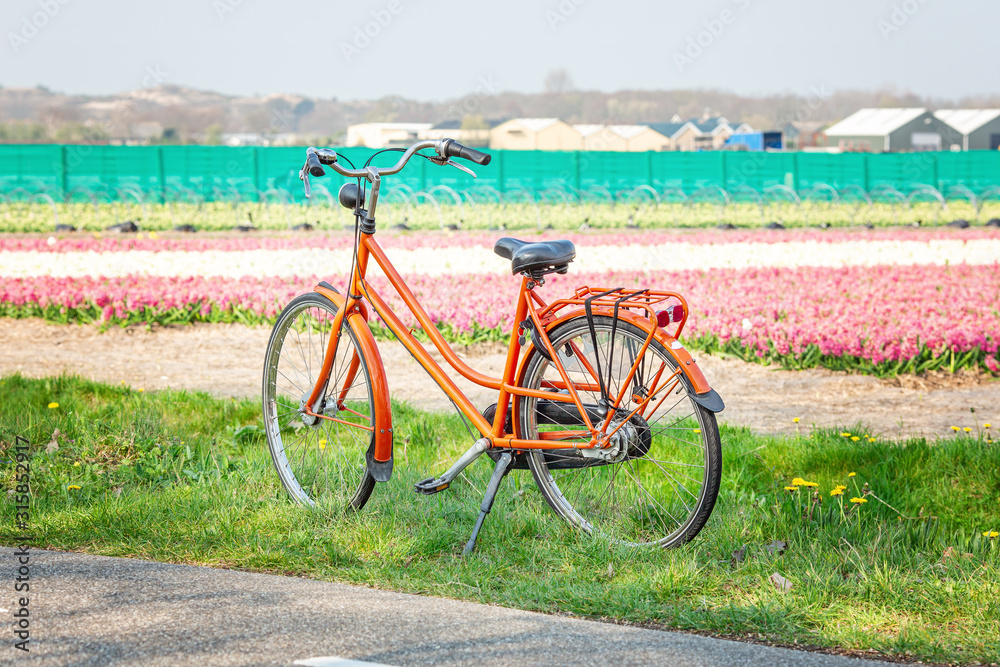 Orange bicycle next to a field of hyacinths. Dutch spring landscape