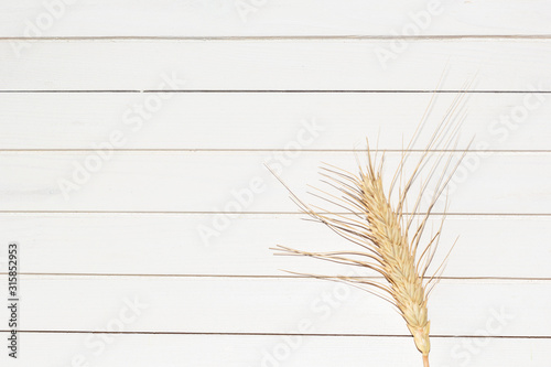 Golden ripe spikelet of rye, dry ear of yellow cereals on white wooden background, closeup