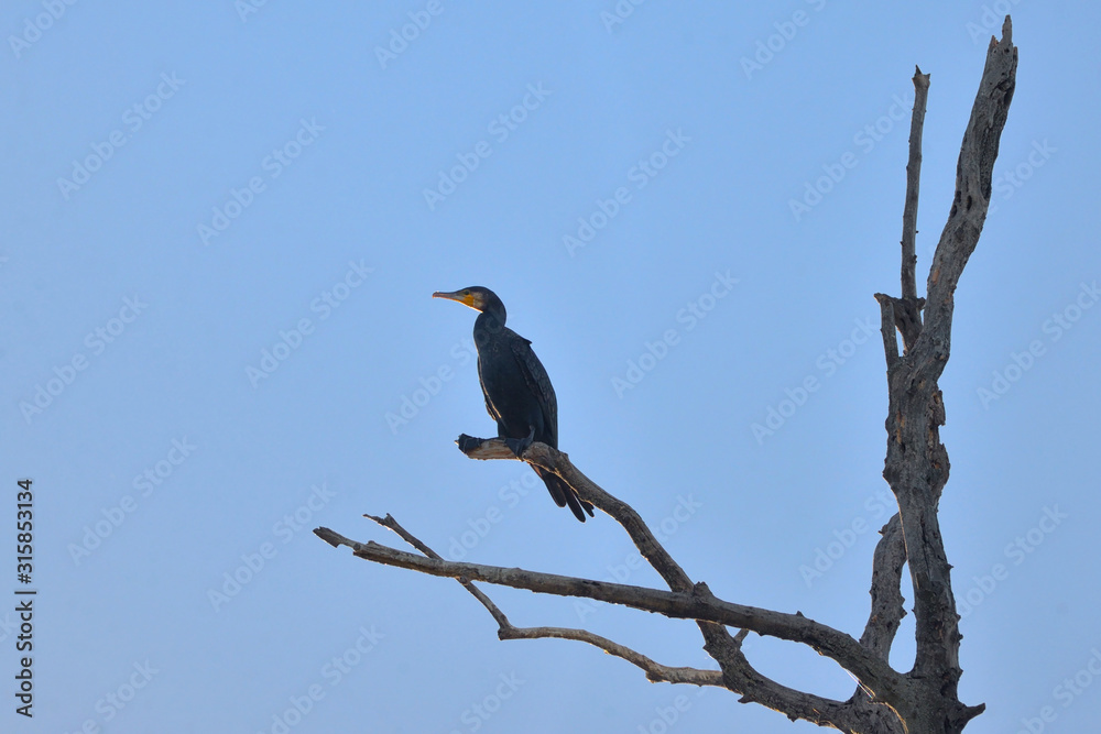 Fototapeta premium Cormorant (Phalacrocorax Carbo)