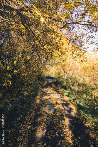 Road through beautiful and wild forest. Autumn landscape.