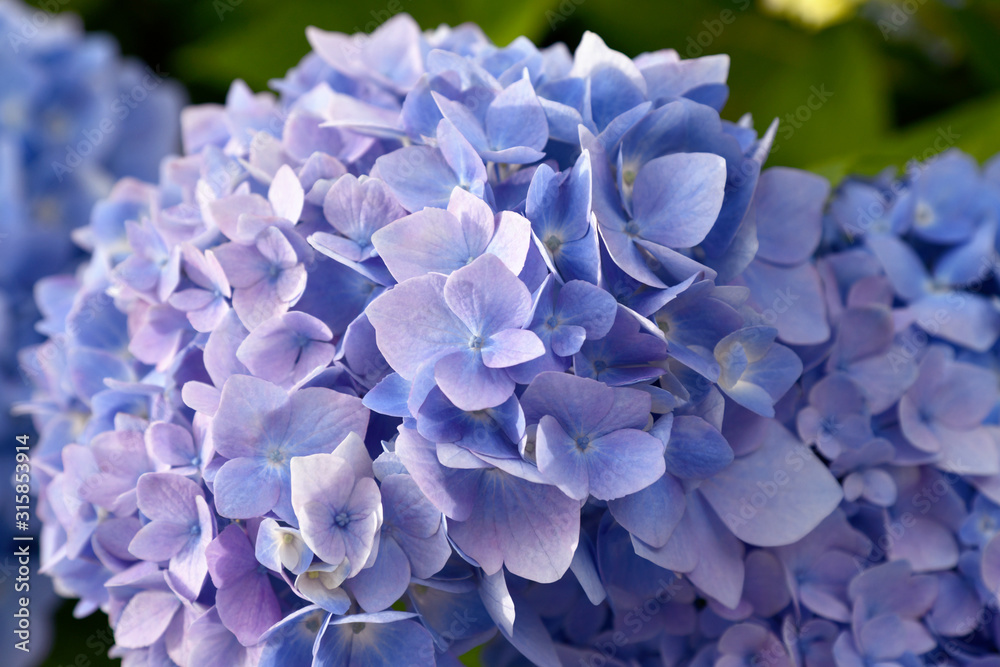 Selective focus on petal of beautiful blue and purple Hydrangea or Hortensia flowers (Hydrangea macrophylla) under the sunlight. Nature background. Selective focus on petal of beautiful blue and purple Hydrangea or Hortensia flowers (Hydrangea macrophylla) under the sunlight. Nature background.