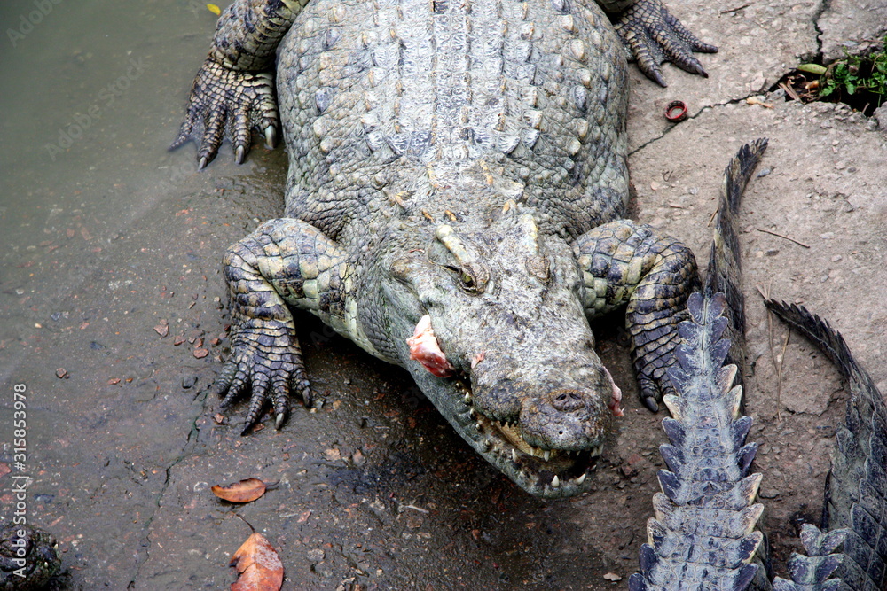 Obraz premium Crocodiles on the farm. Growing reptiles in China. Alligator