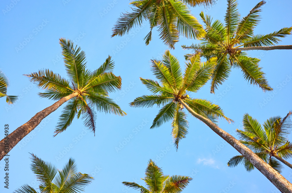Looking up at coconut palm trees.