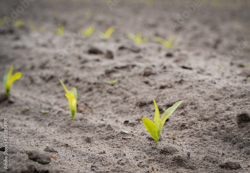Nahaufnahme von jungen Maispflanzen ( Keimling ) auf einen Feld
