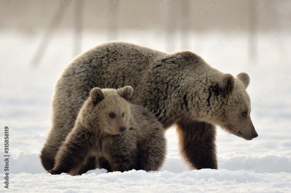 Fototapeta premium She-Bear and bear cub in winter forest. Winter forest at morning mist sunrise. Natural habitat. Brown bear, Scientific name: Ursus Arctos Arctos.