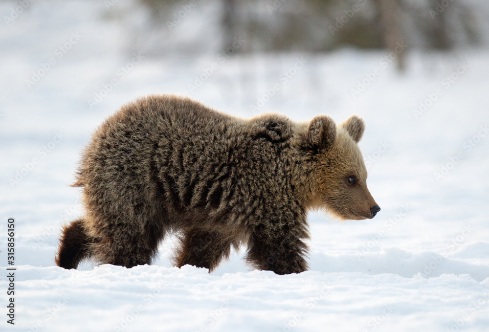 Obraz premium Bear cub in winter forest. Winter forest at morning mist sunrise. Natural habitat. Brown bear, Scientific name: Ursus Arctos Arctos.