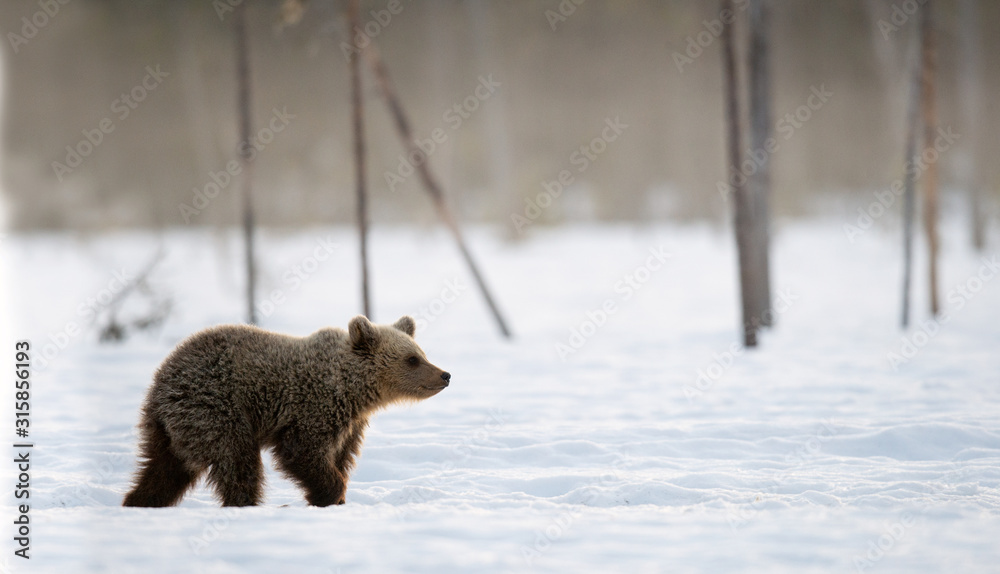 Obraz premium Bear cub in winter forest. Winter forest at morning mist sunrise. Natural habitat. Brown bear, Scientific name: Ursus Arctos Arctos.