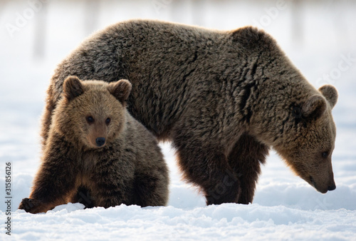 She-Bear and bear cub in winter forest. Winter forest at morning mist sunrise. Natural habitat. Brown bear, Scientific name: Ursus Arctos Arctos.