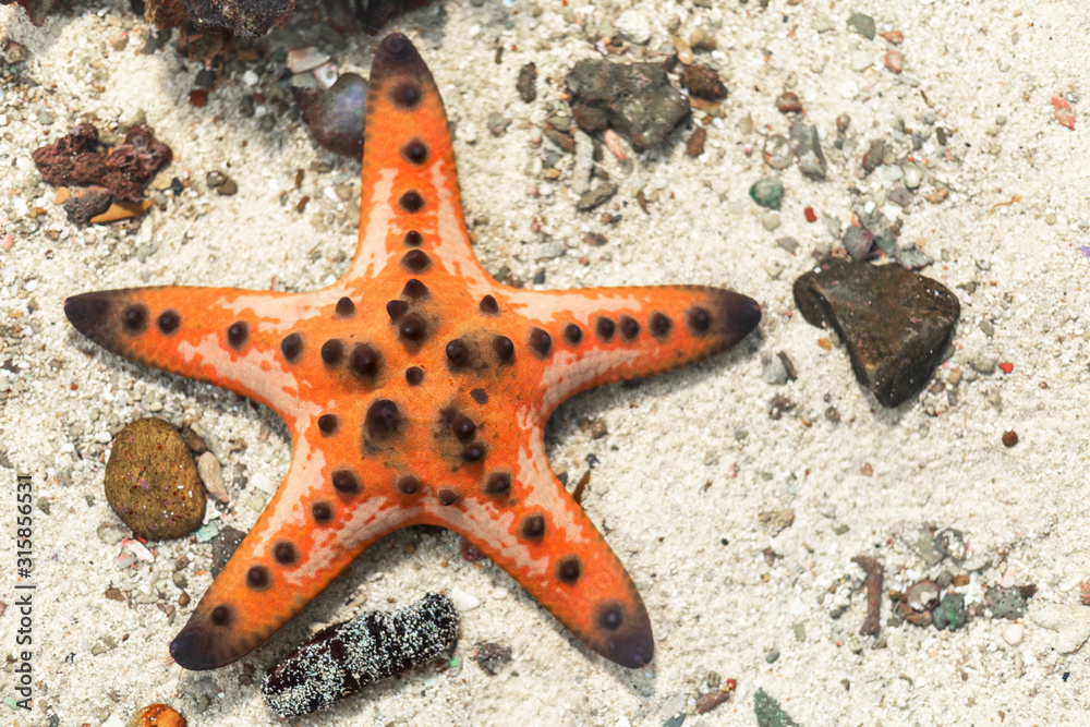 starfish in water sea with sand and little rock background. with copy space for text or design.