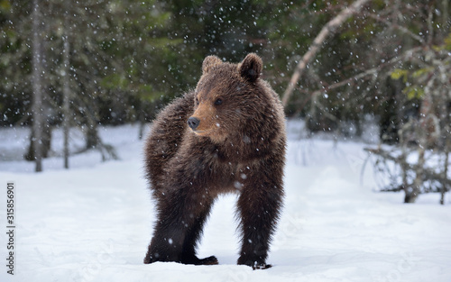 Bear cub in winter forest. Natural habitat. Brown bear, Scientific name: Ursus Arctos Arctos.