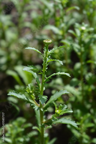 Saw-leaved moon daisy