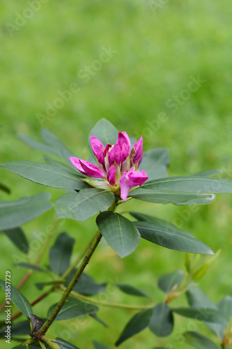 Pontic rhododendron photo