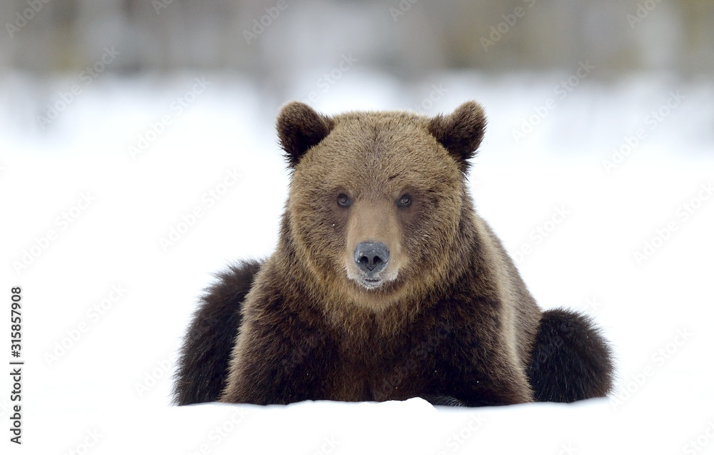 Fototapeta premium Bear lies in the snow, winter forest. Front view. Brown bear in winter forest. Scientific name: Ursus Arctos. Natural Habitat.