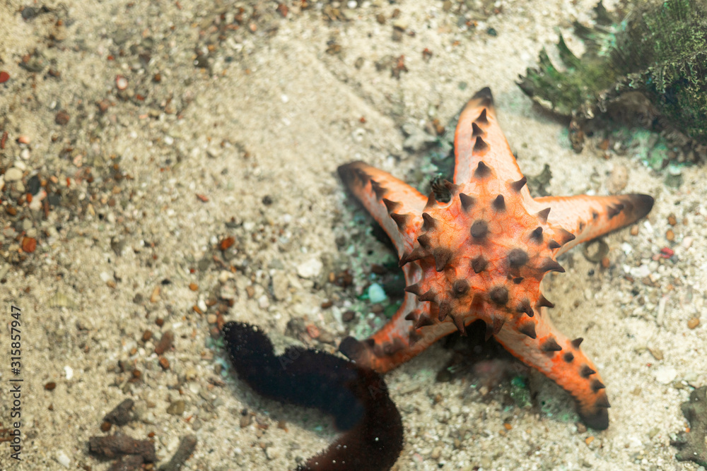 starfish in water sea with sand and little rock background. with copy space for text or design. starfish in water sea with sand and little rock background. with copy space for text or design.