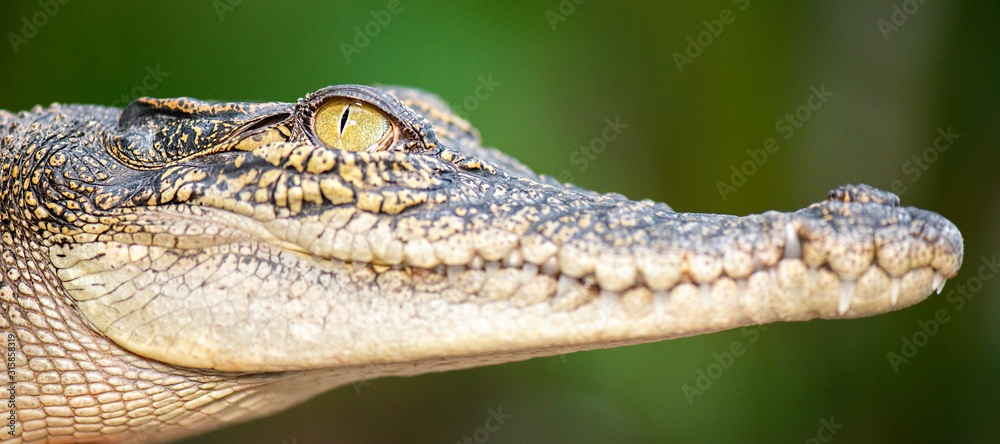 Fototapeta premium The saltwater crocodile is a crocodilian native to saltwater habitats and brackish wetlands from India's east coast across Southeast Asia and the Sundaic region to northern Australia and Micronesia.
